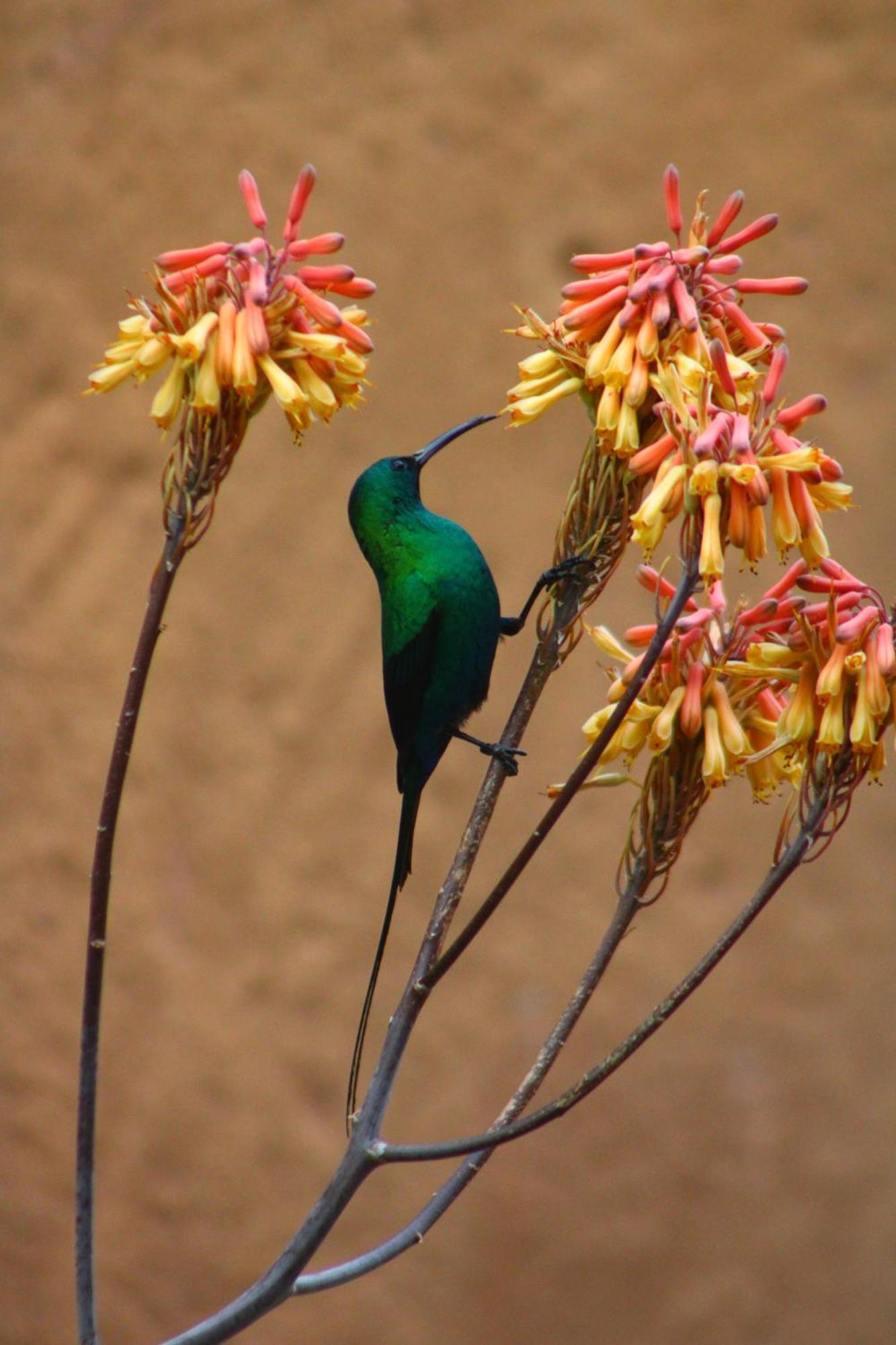 Bosch Luys Kloof Nature Reserve レディスミス エクステリア 写真