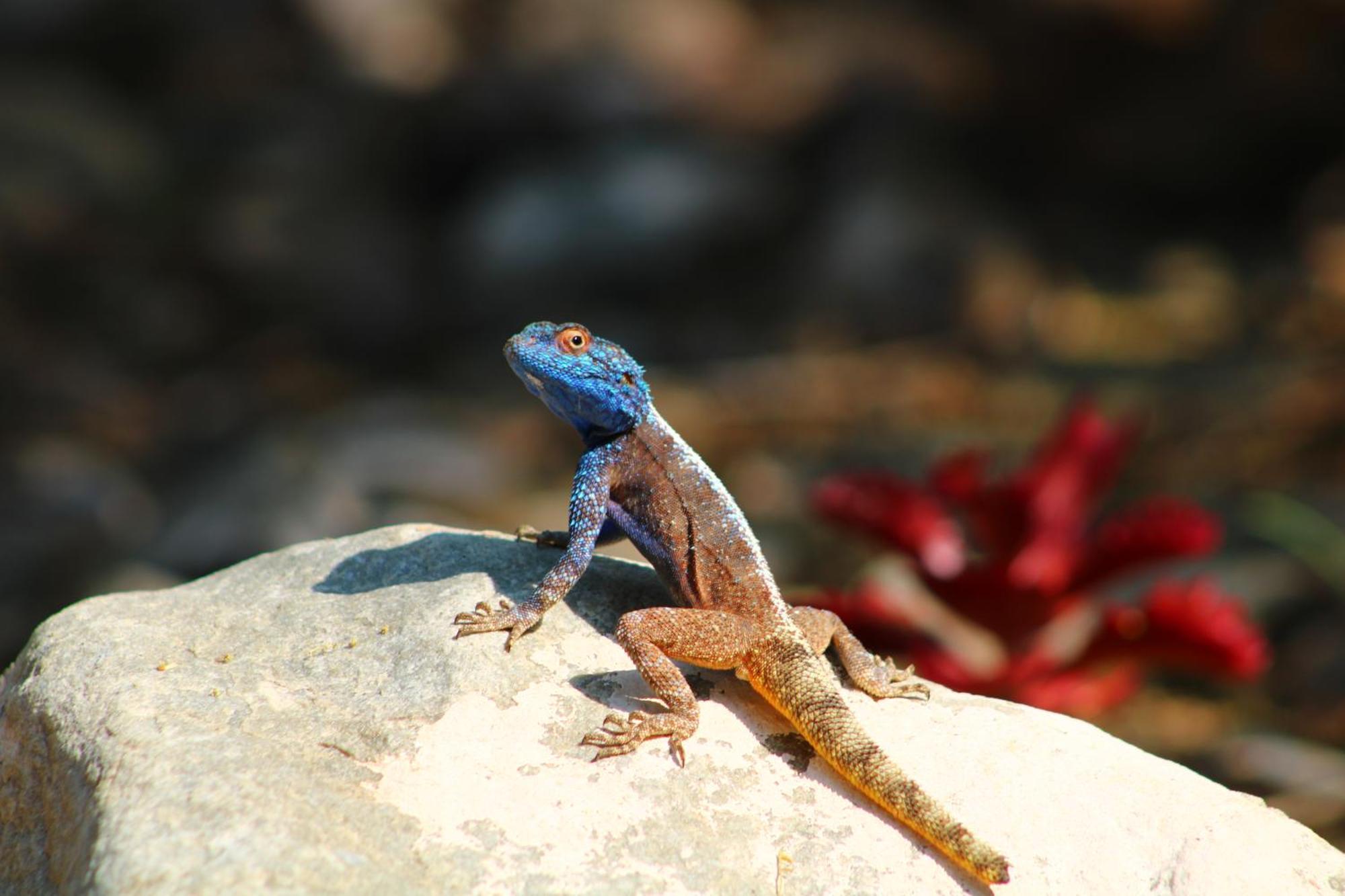 Bosch Luys Kloof Nature Reserve レディスミス エクステリア 写真