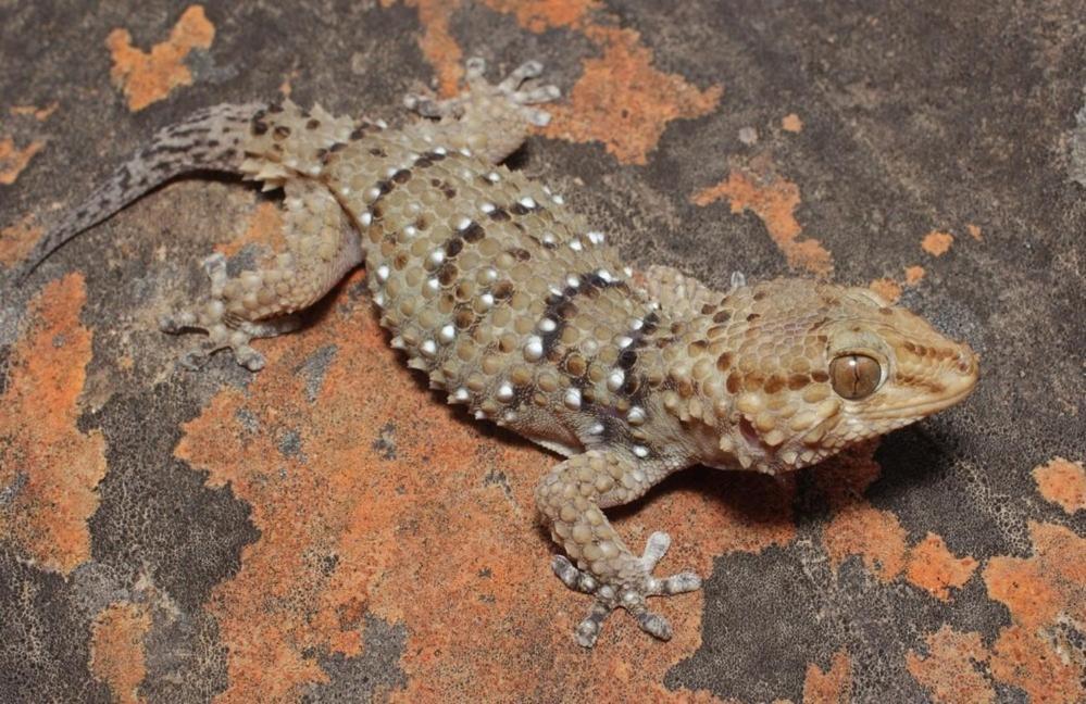 Bosch Luys Kloof Nature Reserve レディスミス エクステリア 写真