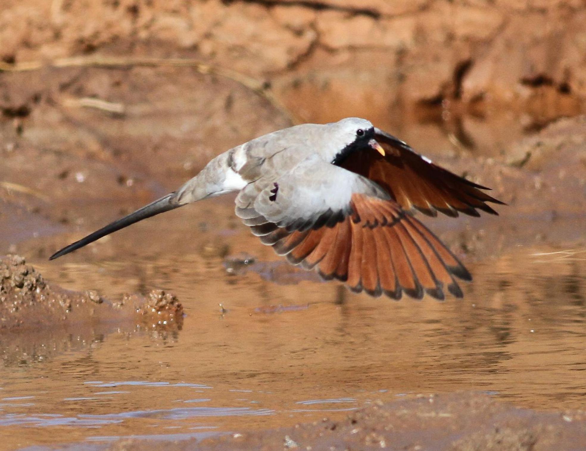 Bosch Luys Kloof Nature Reserve レディスミス エクステリア 写真