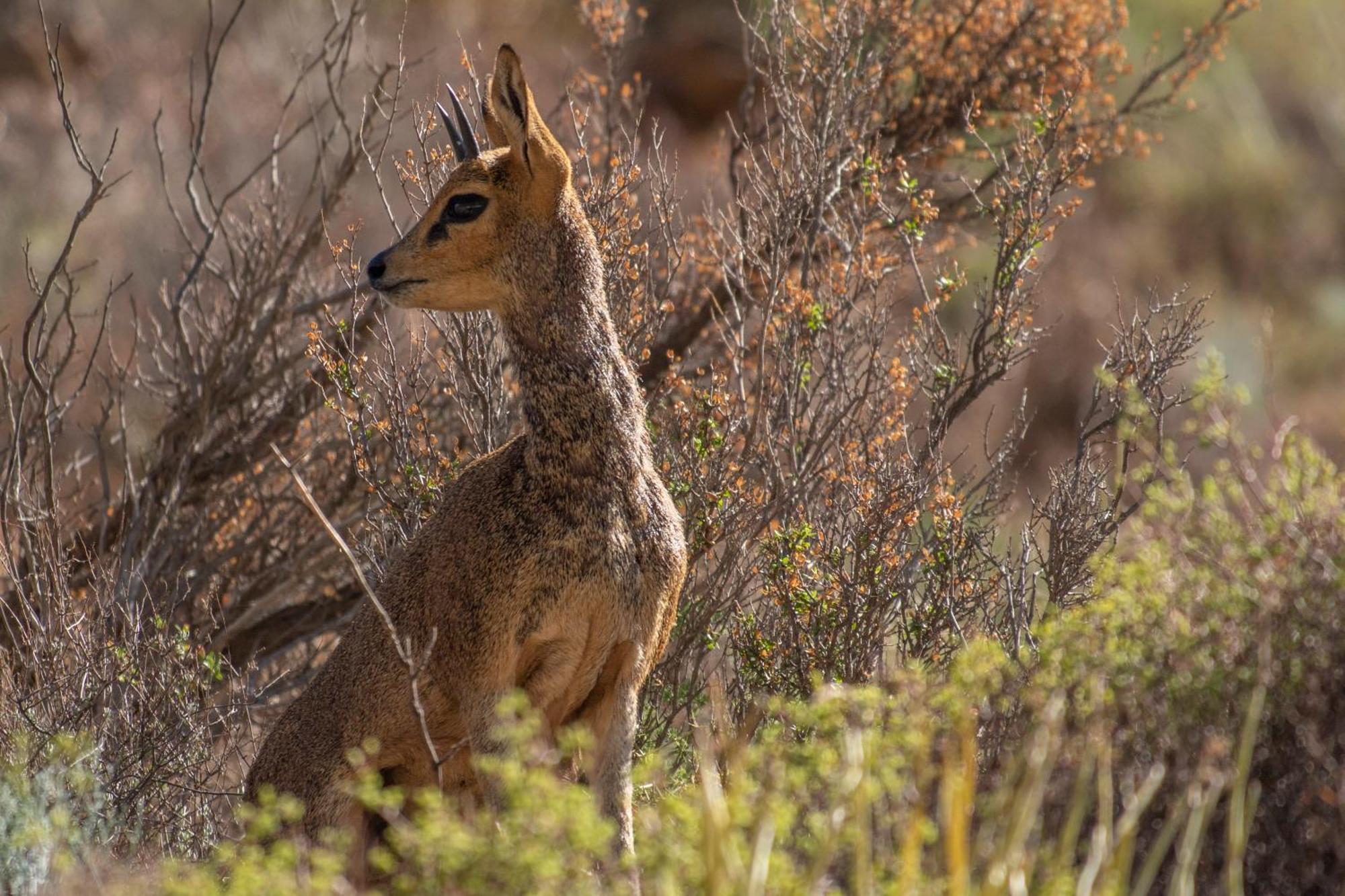 Bosch Luys Kloof Nature Reserve レディスミス エクステリア 写真