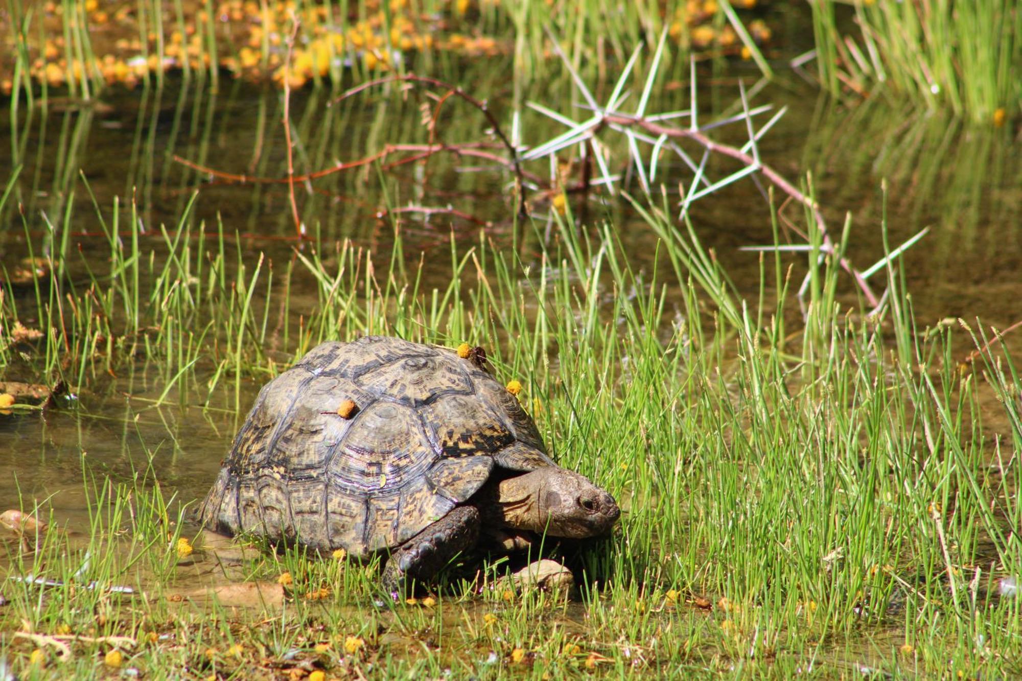 Bosch Luys Kloof Nature Reserve レディスミス エクステリア 写真