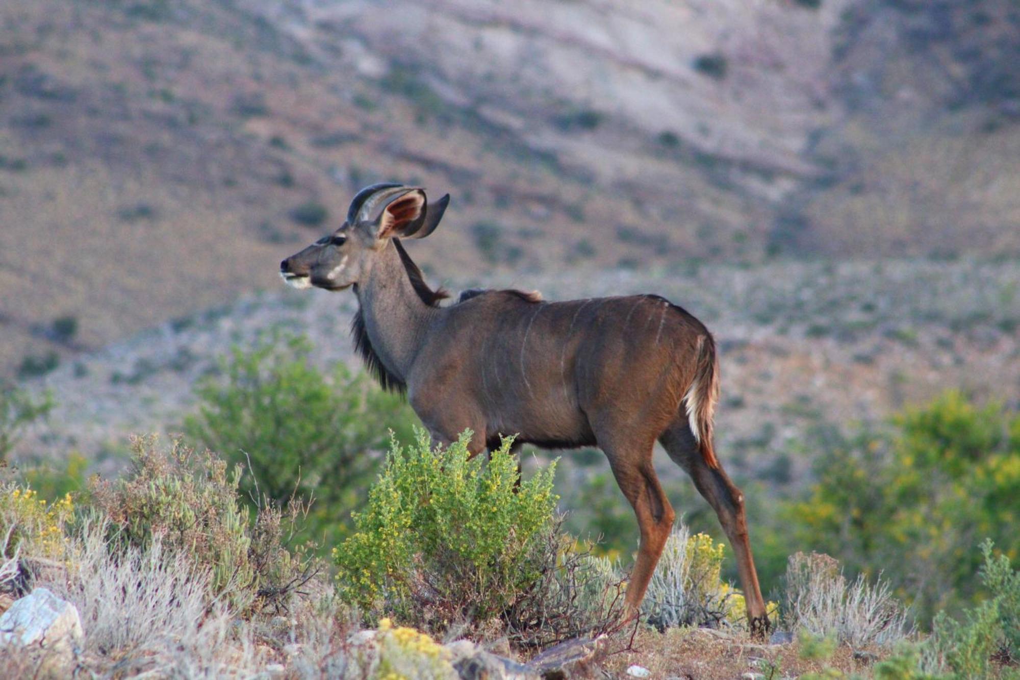 Bosch Luys Kloof Nature Reserve レディスミス エクステリア 写真