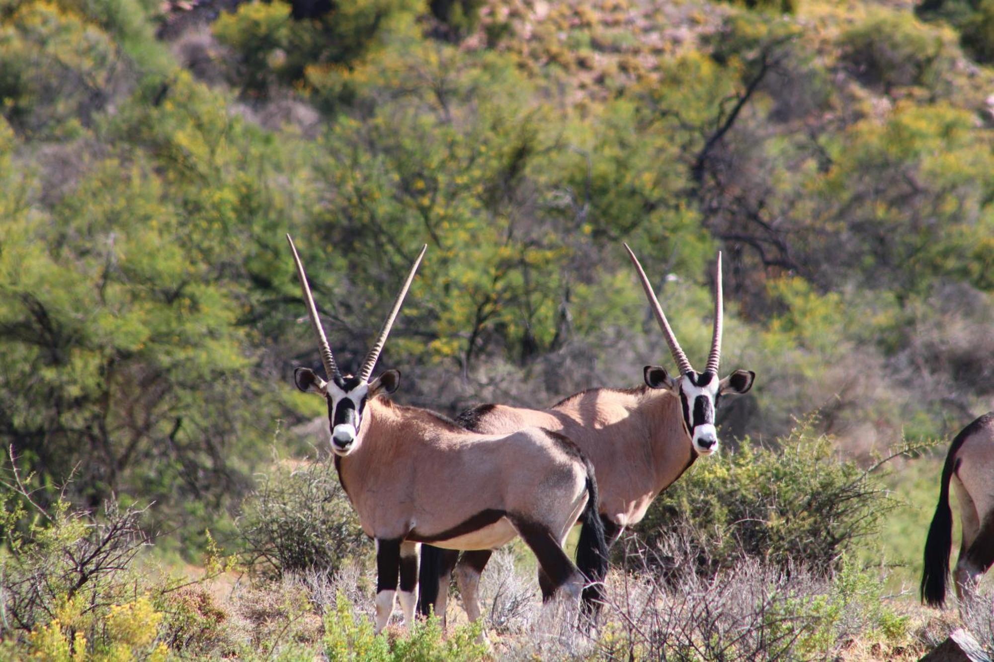 Bosch Luys Kloof Nature Reserve レディスミス エクステリア 写真