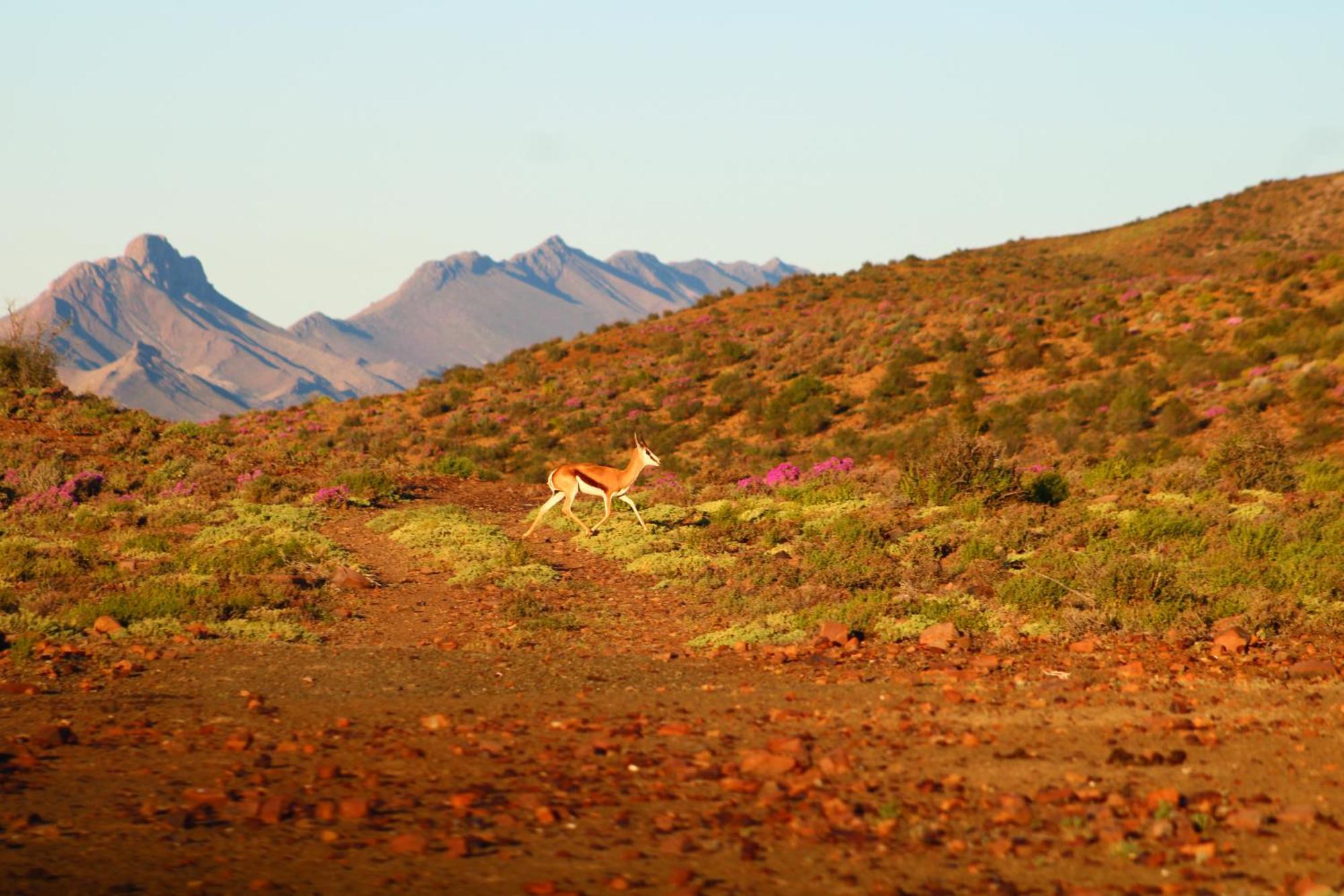 Bosch Luys Kloof Nature Reserve レディスミス エクステリア 写真